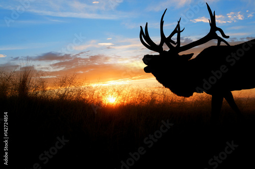 A bugling bull elk against a sunset photo