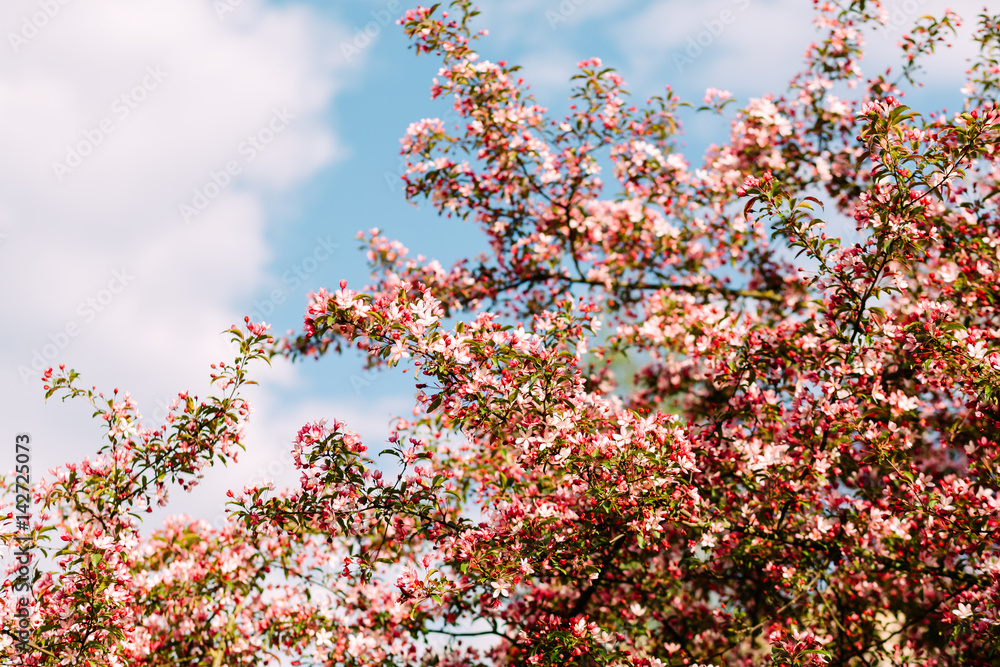 Fototapeta premium Blooming Sakura on the sky background