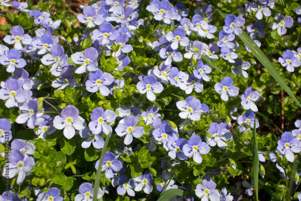 Ehrenpreis (Veronica) im Frühling Ehrenpreis (Veronica) im Frühling