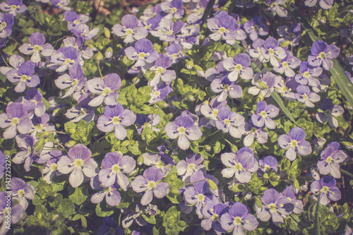 Ehrenpreis (Veronica) im Frühling