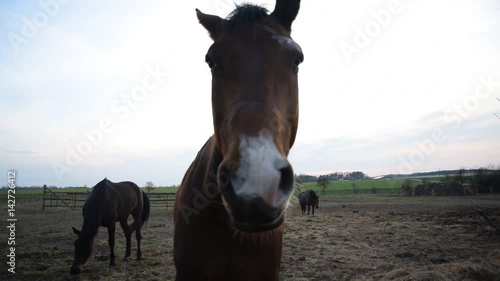 Two horses come very close to the camera and sniff it. photo