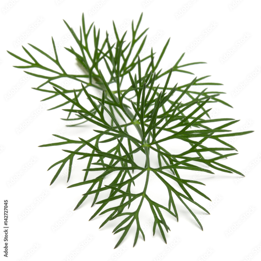Close up shot of branch of fresh green dill herb leaves isolated on white background Close up shot of branch of fresh green dill herb leaves isolated on white background