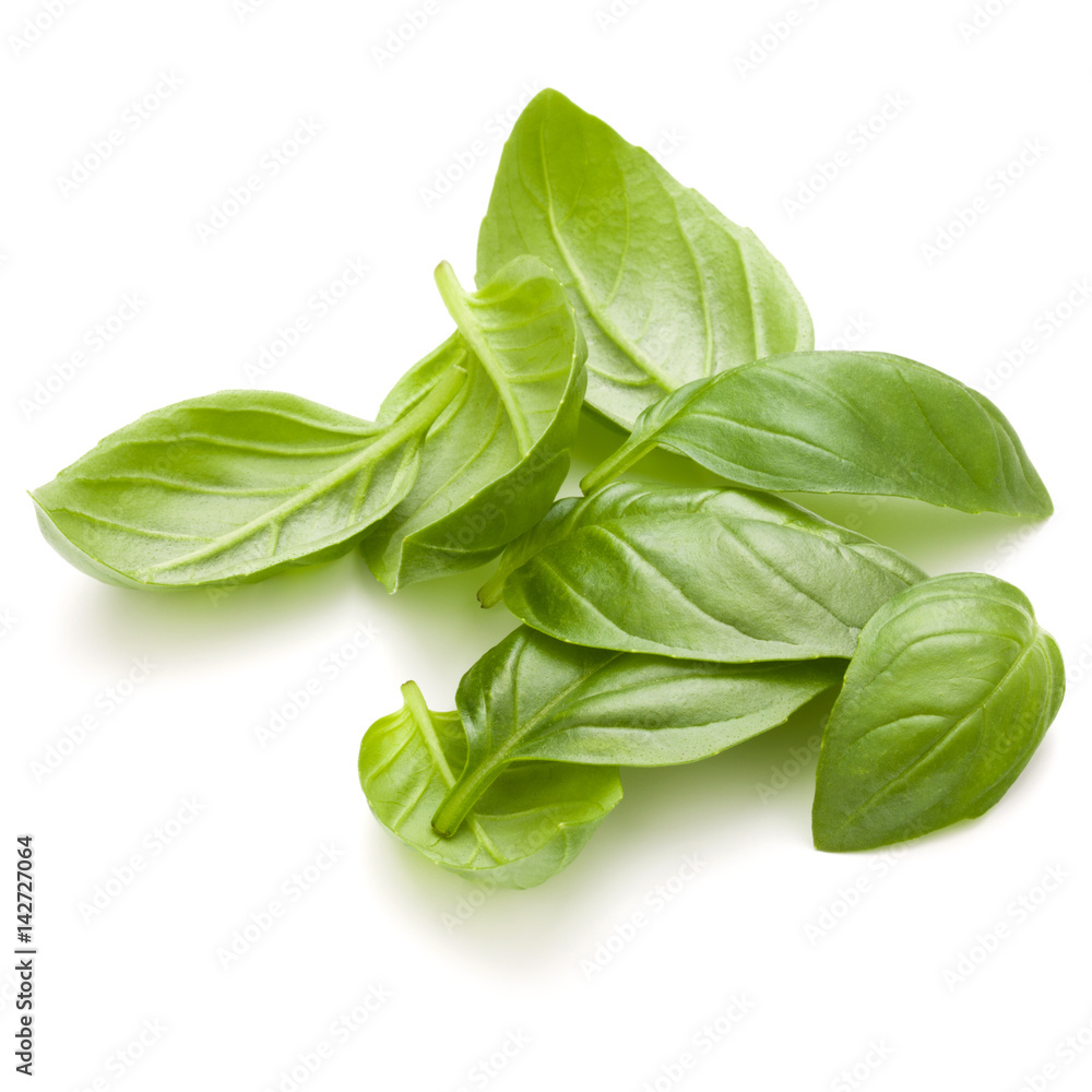 Sweet basil herb leaves handful isolated on white background closeup Sweet basil herb leaves handful isolated on white background closeup