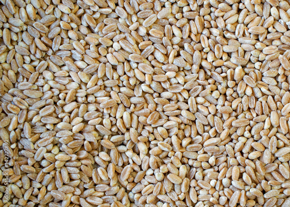Closeup on healthy ,hulled, pearled, raw farro wheat seeds - food texture or background Closeup on healthy ,hulled, pearled, raw farro wheat seeds - food texture or background
