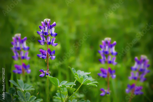 Selective focus on one lupinus plant bearing purple flowers in a field with other blooming lupens against green background, in California, USA, in the beginning of the spring.
