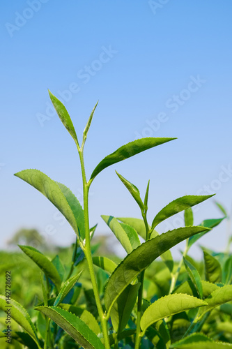 Growing Tea Leaves
