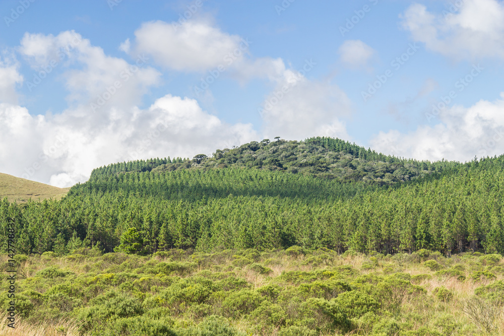 Naklejka premium Pine Forest and blue sky