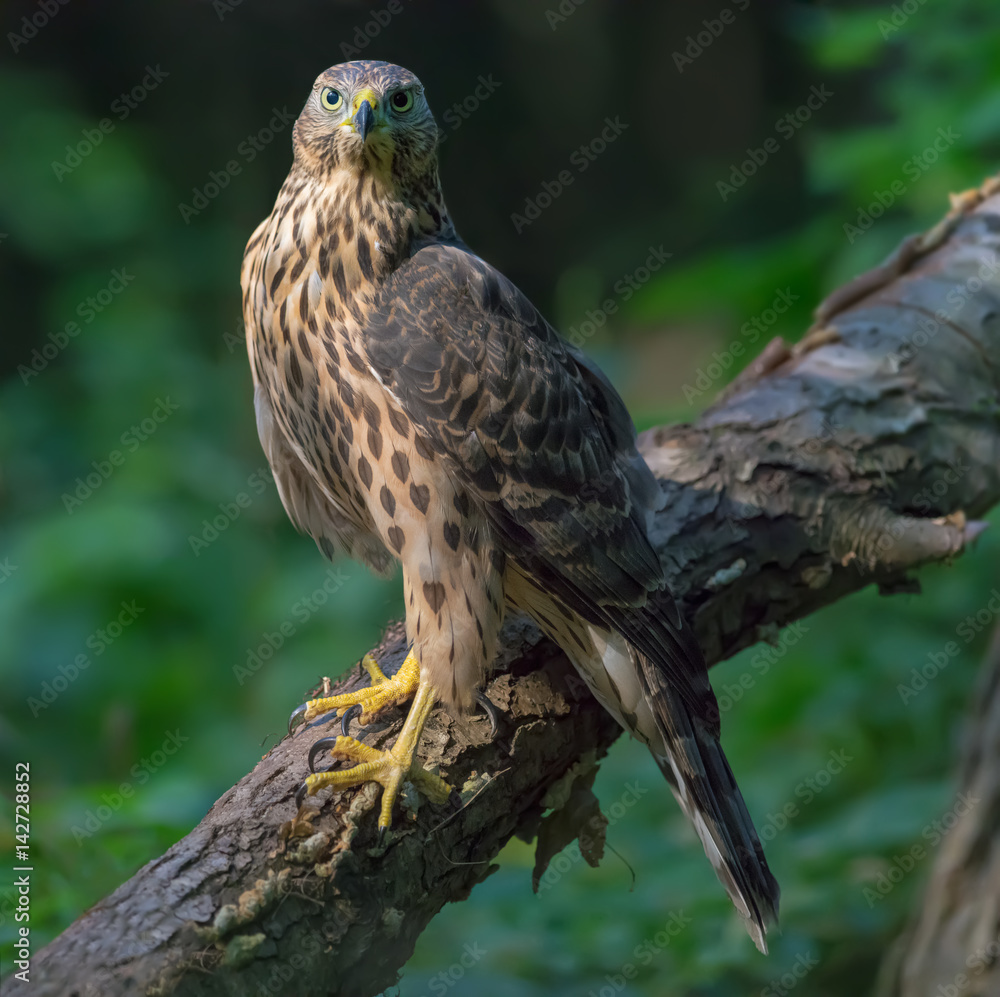 Northern Goshawk perched on aged trunk and face looking in camera Northern Goshawk perched on aged trunk and face looking in camera