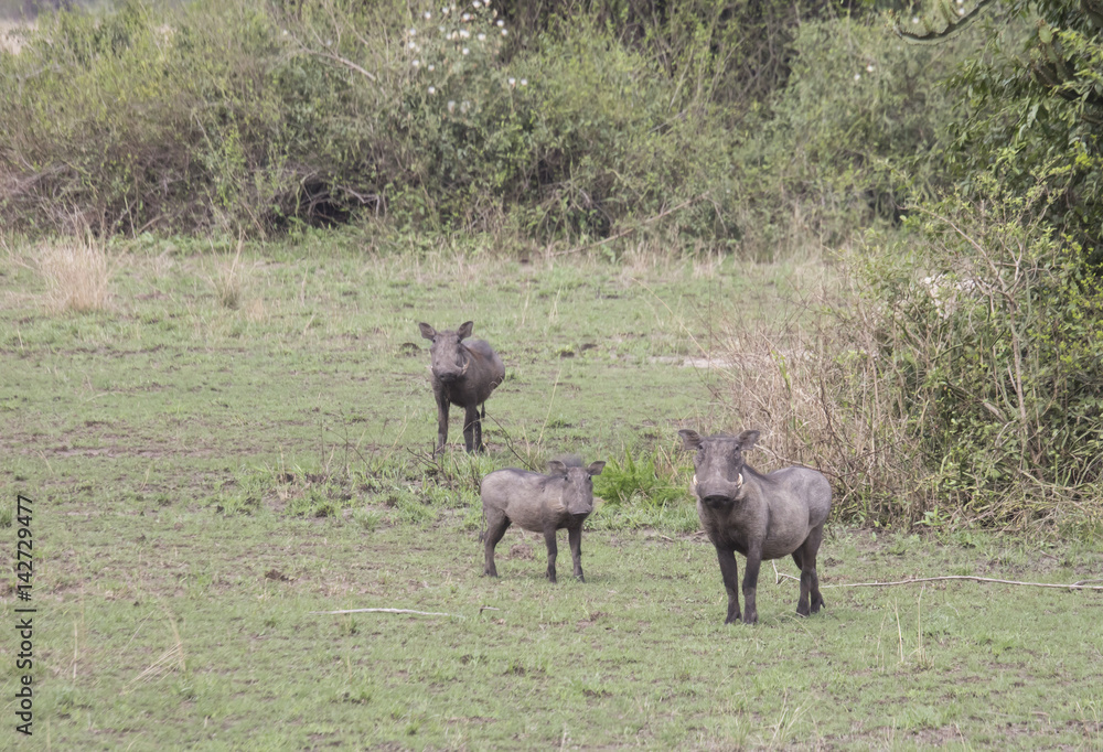 Warthog family in Queen Elizabeth National Park, Uganda Warthog family in Queen Elizabeth National Park, Uganda