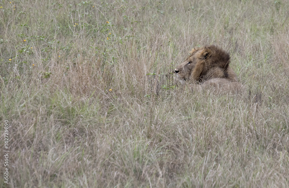 Profile of lion hiding Queen Elizabeth National Park, Uganda Profile of lion hiding Queen Elizabeth National Park, Uganda