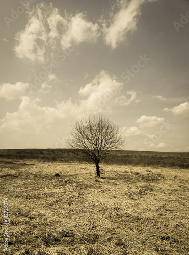 lonely tree in a field of beautiful landscape photo effect