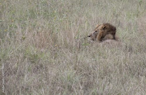 Profile of lion hiding Queen Elizabeth National Park, Uganda © karenfoleyphoto