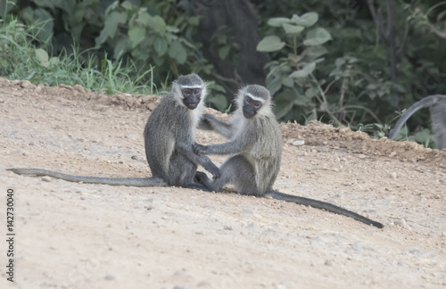 Pair of vervet monkeys, Queen Elizabeth National Park, Uganda