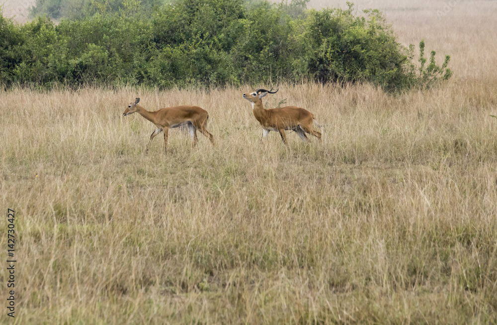 Kob in mating grounds Queen Elizabeth National Park, Uganda Kob in mating grounds Queen Elizabeth National Park, Uganda