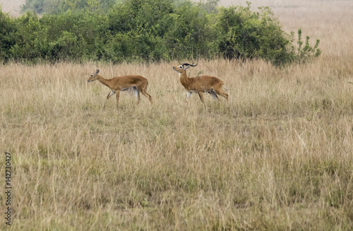Kob in mating grounds Queen Elizabeth National Park  Uganda