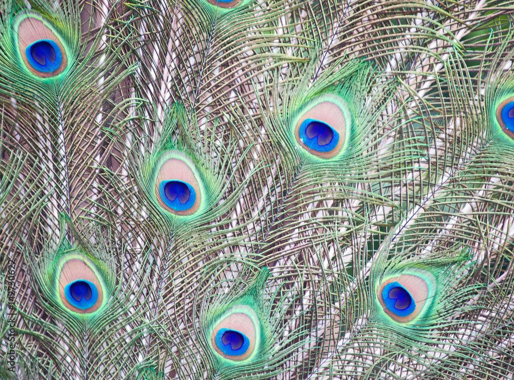 Fototapeta premium Indian Peacock Feathers 