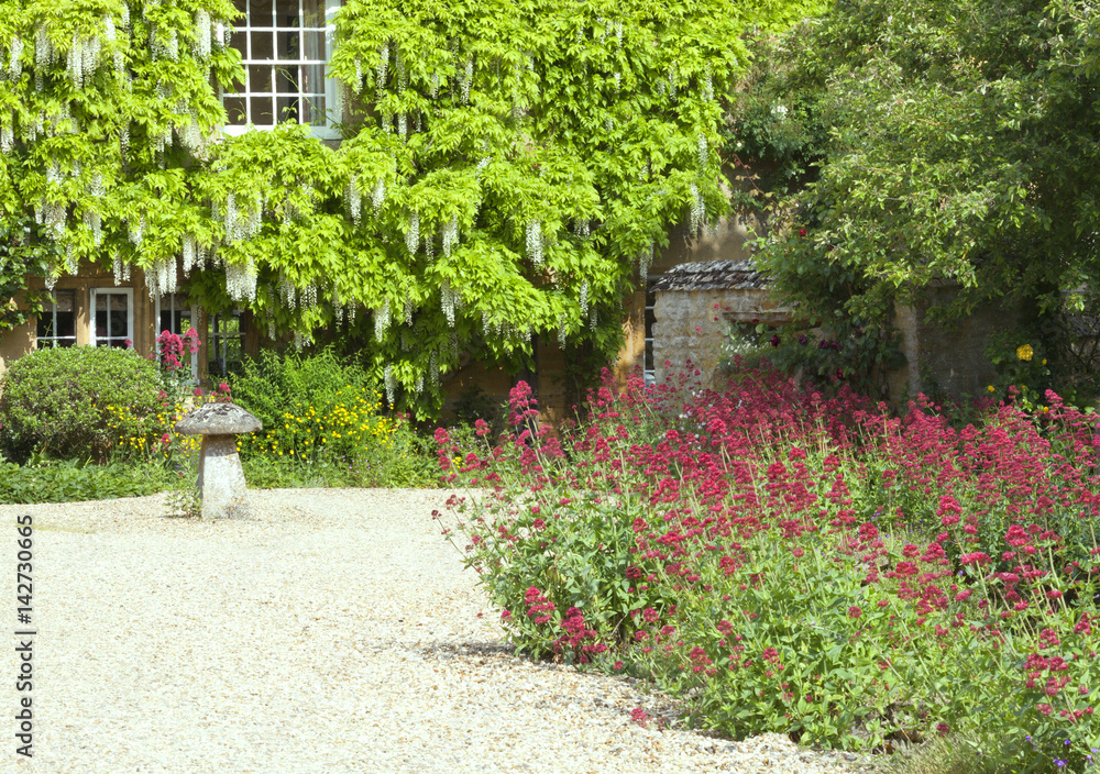 Obraz premium Front cottage garden with red flowers along stone driveway, house wall covered by white wisteria plant in bloom .