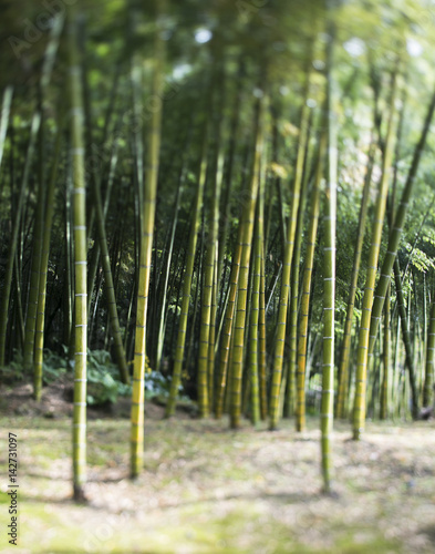 Bamboo forest