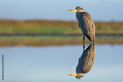 Grey Heron standing in water of big pond with perfect reflection 