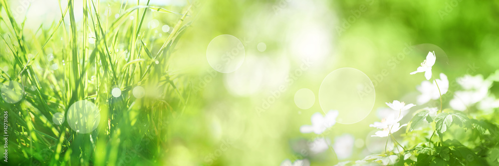 Naklejka premium Jasny zielony wiosna panorama tło