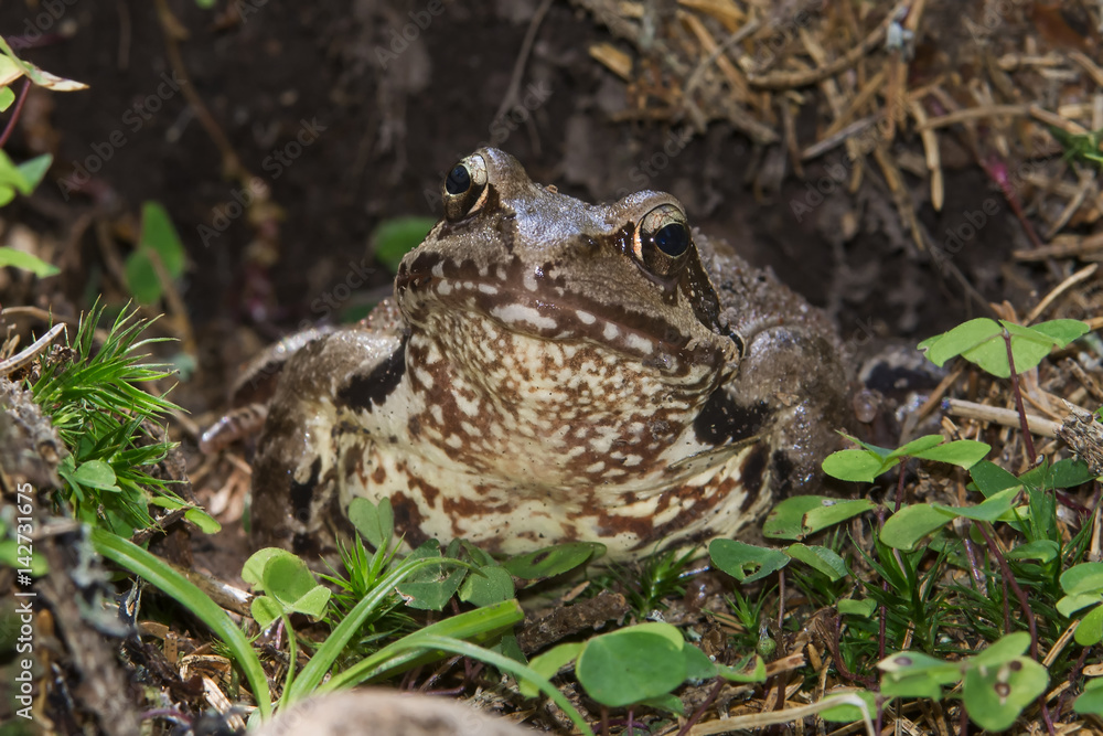 Brown frog sitting in a tree trunk Brown frog sitting in a tree trunk