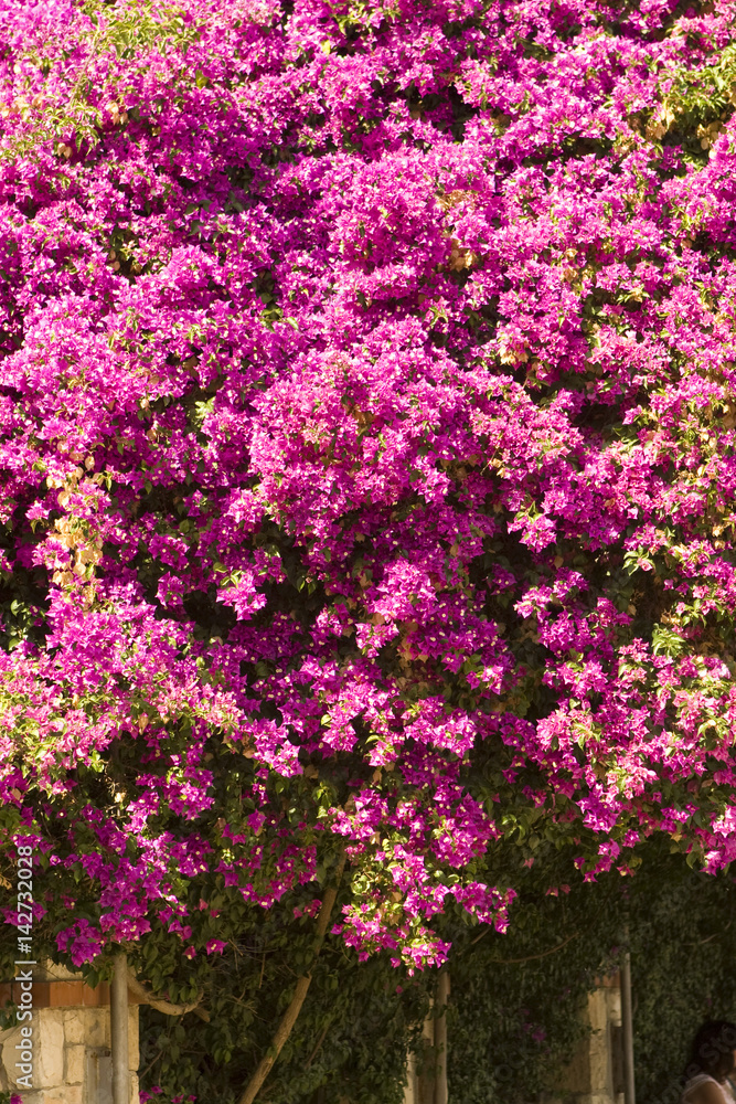 Beautiful flowers of Israel.