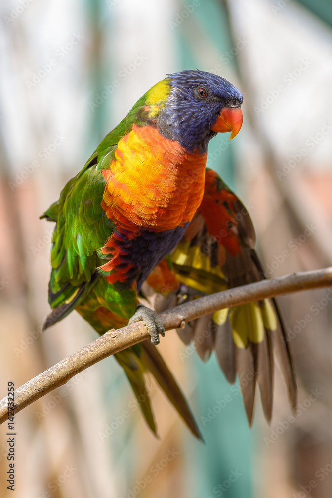 Obraz premium Beautiful and colorful Lorakeet