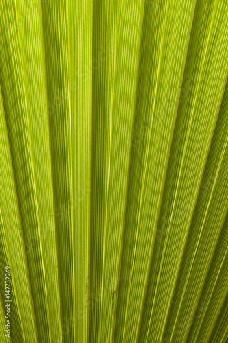 Texture of palm leaves in natural light