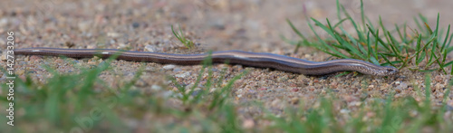Slow Worm laying on sand in full length 
