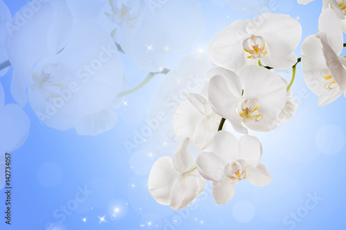 Flowers of white orchids