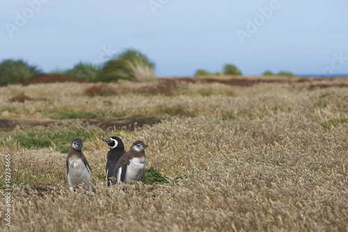 Adult Magellanic Penguin (Spheniscus magellanicus) with two nearly fully grown chicks next to its burrow in a grassy meadow on Sealion Island in the Falkland Islands.