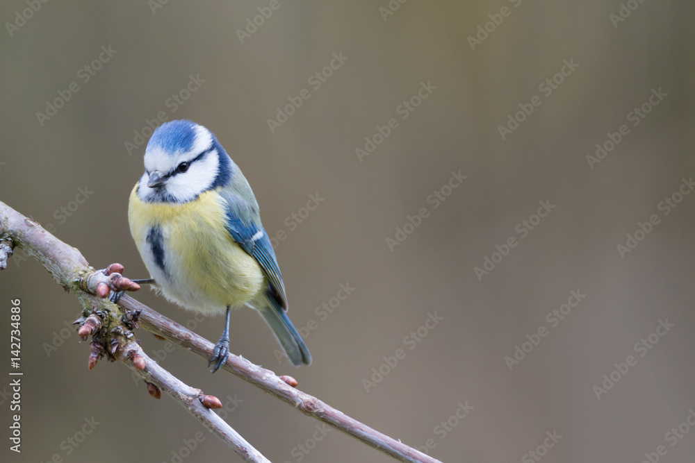 Obraz premium Blaumeise