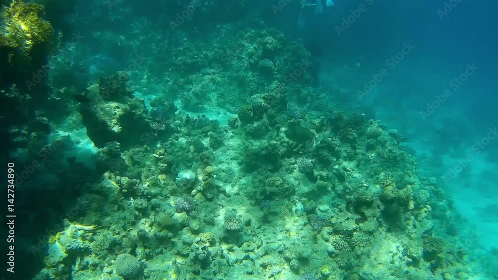 Coral reef under water Coral reef under water