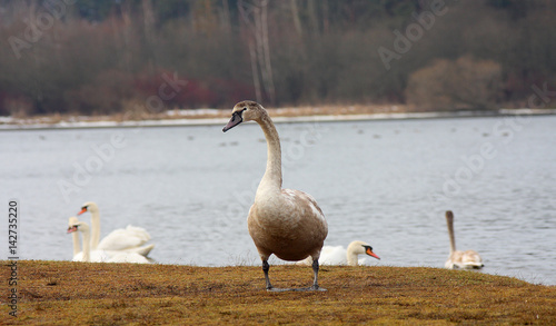 Fotografija The swan goes on the coast of the lake