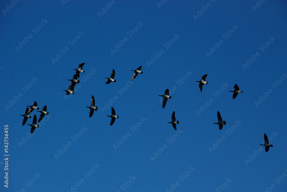 Fototapeta premium Fly high