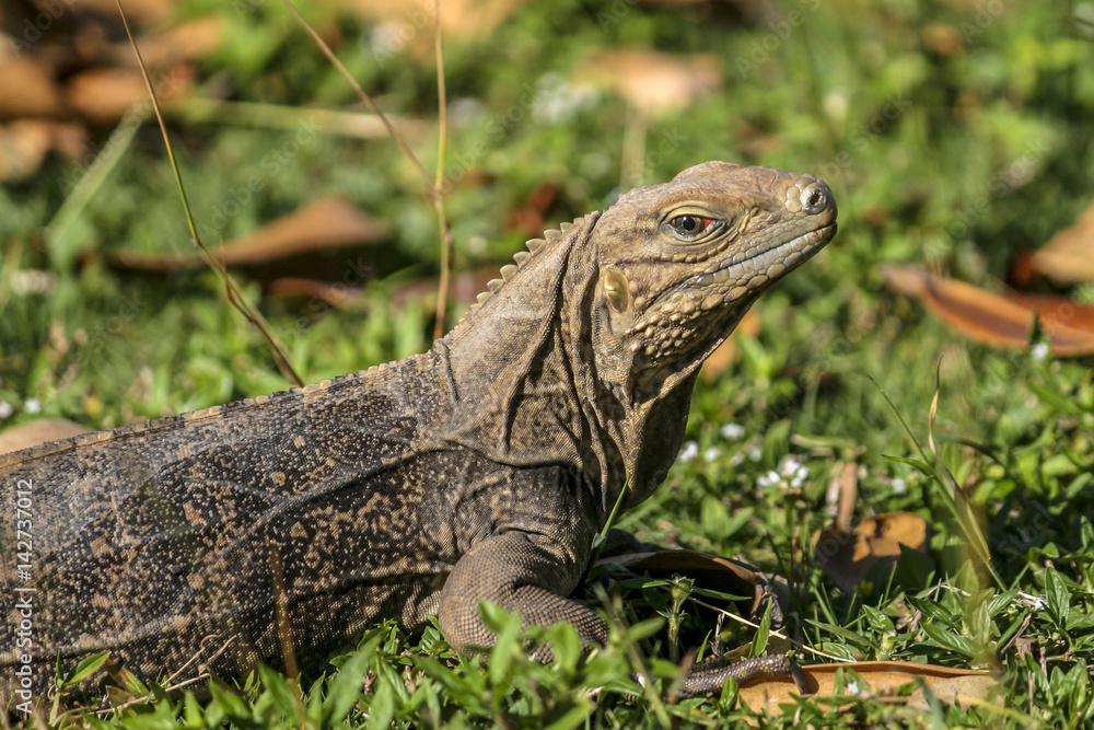 IMG_6302 Leguan IMG_6302 Leguan