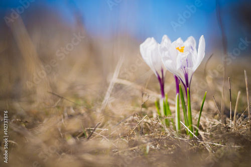 Wallpaper Mural Крокусы Torontodigital.ca