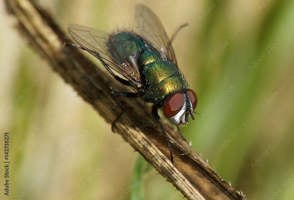 Fliege Fliege