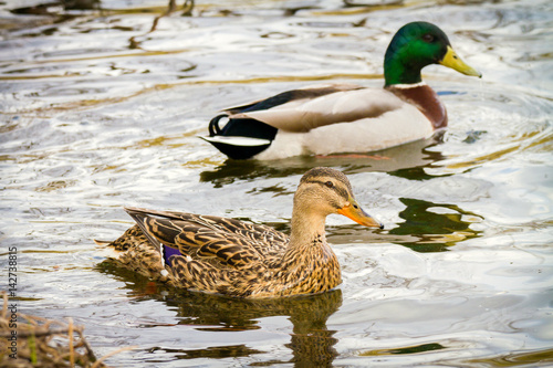 Obraz na plátně animal a wild drake and a duck sail on a pond