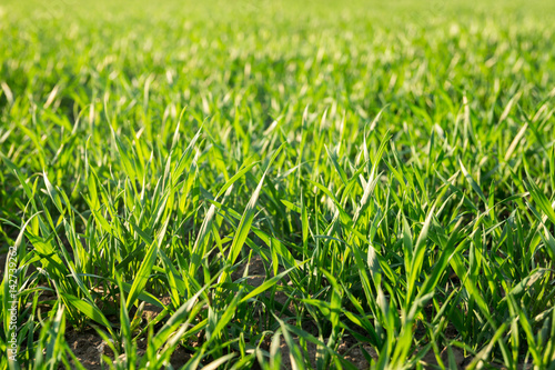 Green grass, spring ang summer background