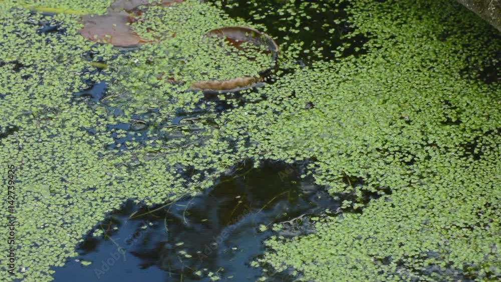 water turbulence caused by pond fish mating. water turbulence caused by pond fish mating.