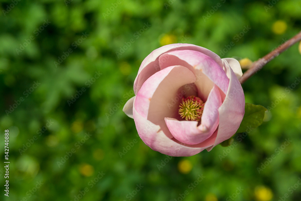 Flower of a blooming magnolia in the garden. Nature Flower of a blooming magnolia in the garden. Nature
