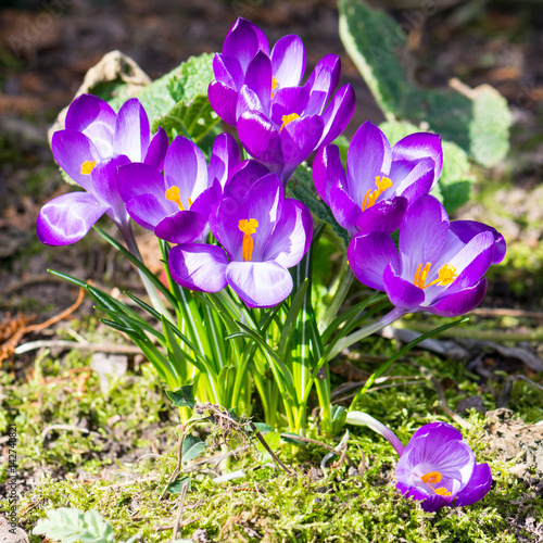 Fototapeta Naklejka Na Ścianę i Meble -  Blühende Frühlings-Krokusse