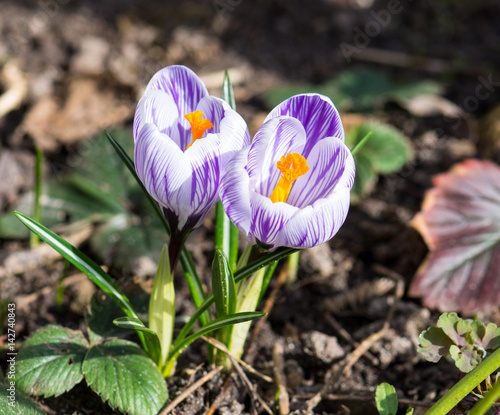 Fototapeta Naklejka Na Ścianę i Meble -  Blühende Frühlings-Krokusse
