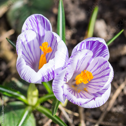 Fototapeta Naklejka Na Ścianę i Meble -  Blühende Frühlings-Krokusse