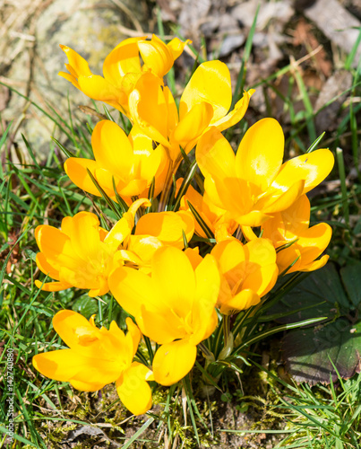 Fototapeta Naklejka Na Ścianę i Meble -  Blühende Frühlings-Krokusse
