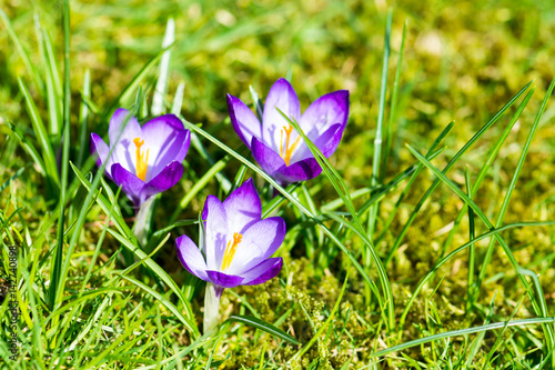 Fototapeta Naklejka Na Ścianę i Meble -  Blühende Frühlings-Krokusse