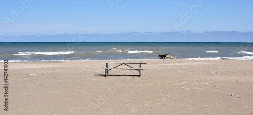 Dogs playing on an empty beach in winter