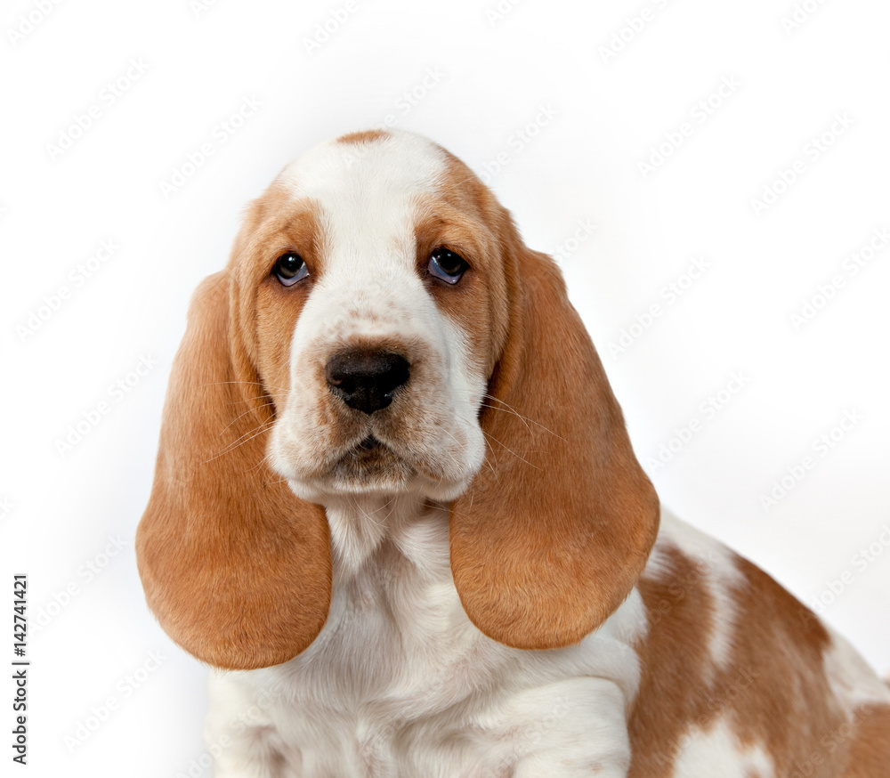 Basset hound puppy sits on a white background