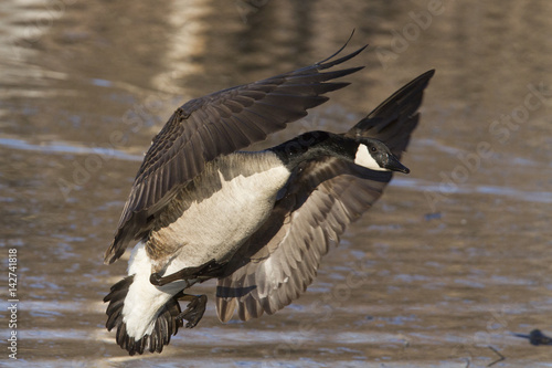 Canada Goose in spring